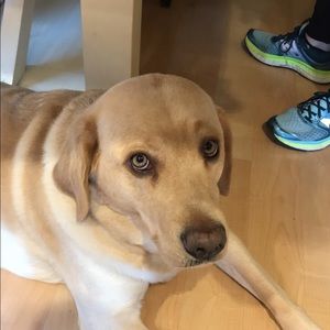 Meet your Posher, Gil